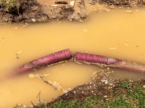 Best Local water damage restoration  in Elba, AL